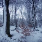 Snow Forest