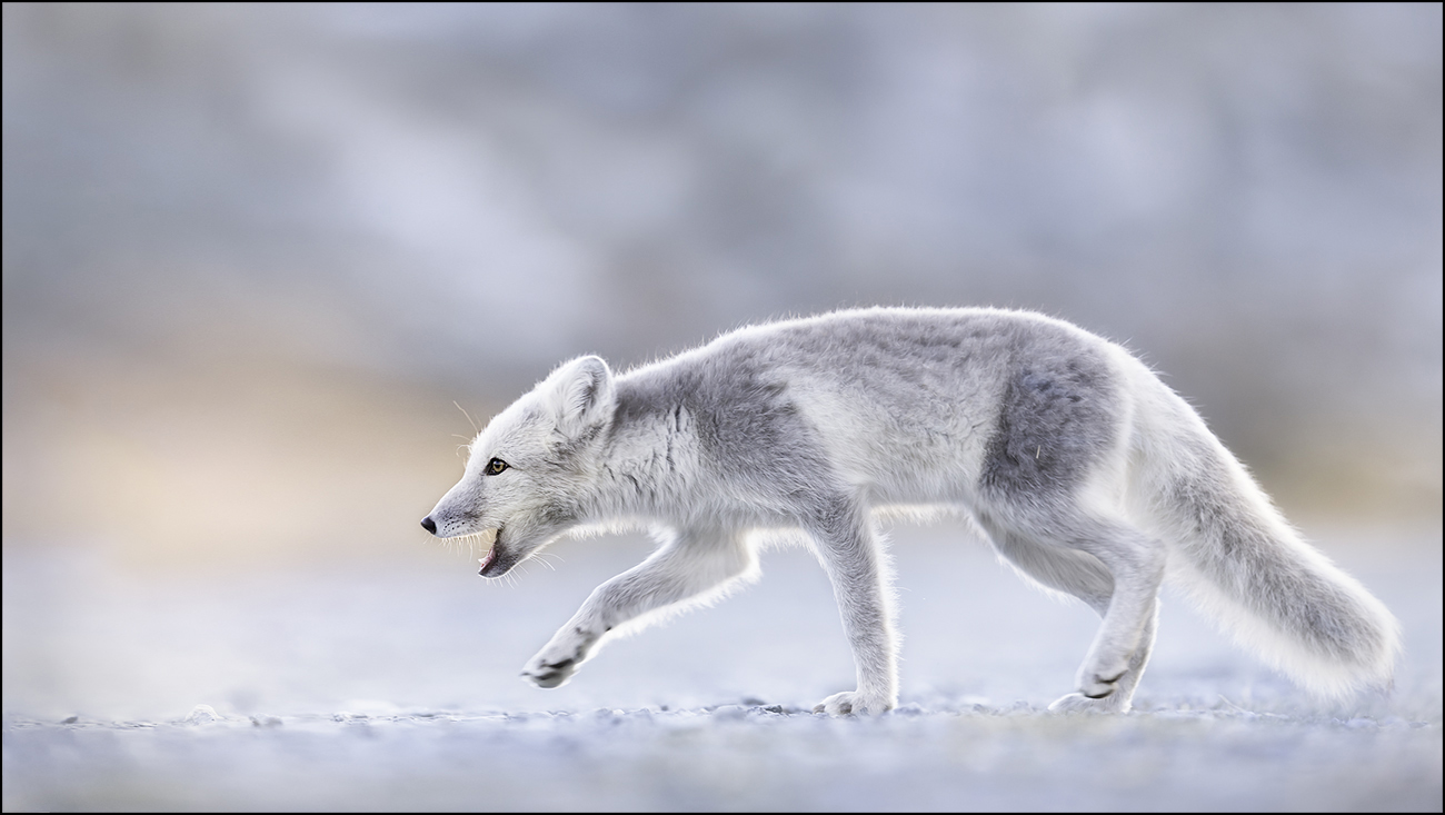 snow fox 