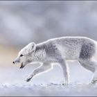 snow fox 