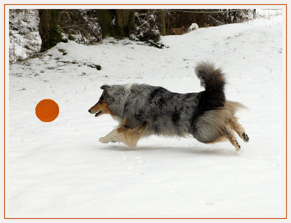 Snow-Frisbee