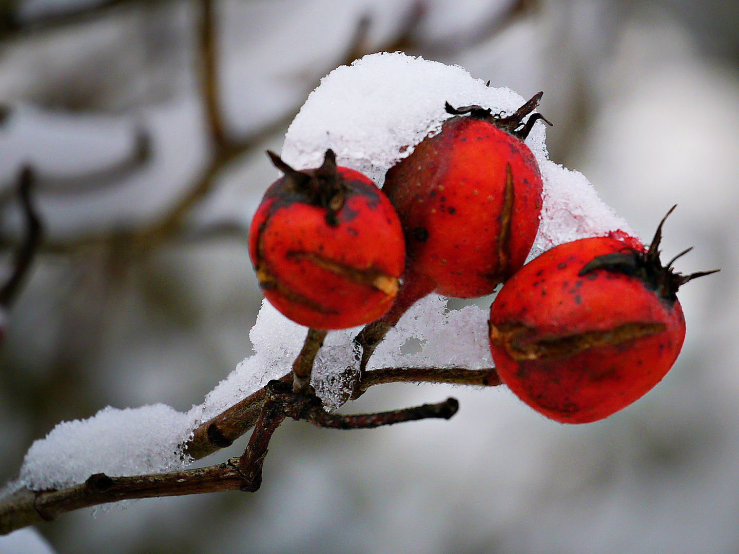 Snow Fruits