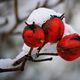 Snow Fruits