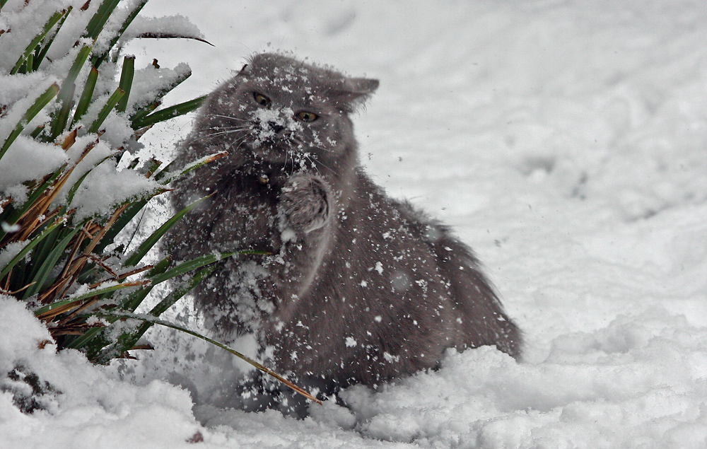 snow fun II