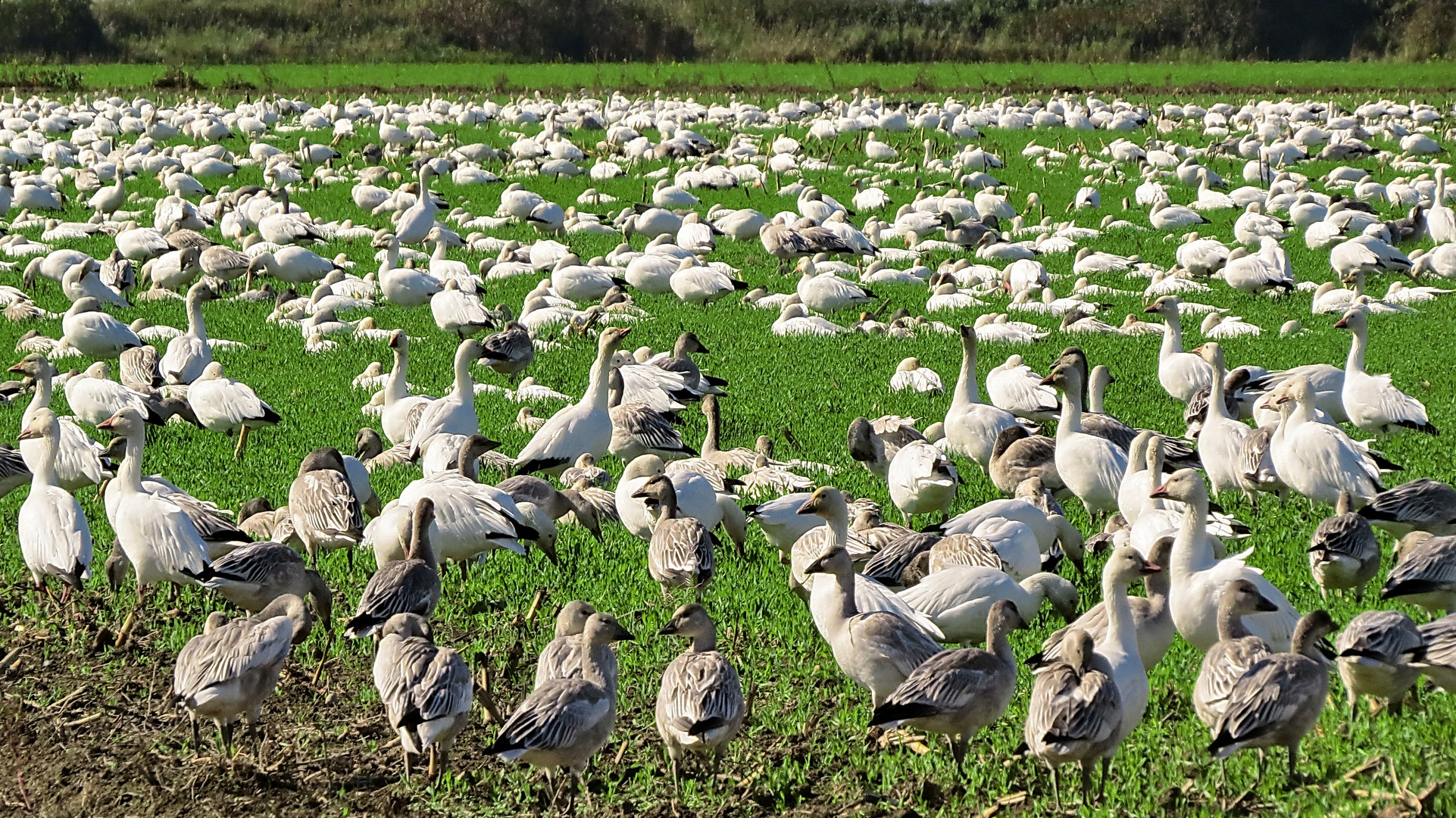 Snow Geese