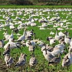 Snow Geese