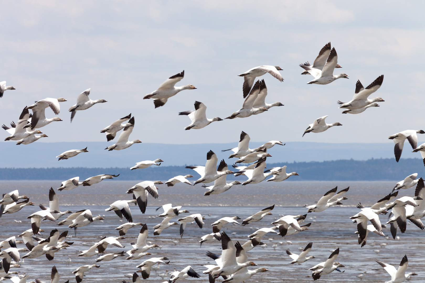 Snow-geese-Cap-Tourmente-Garon-20170429_0179