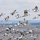 Snow-geese-Cap-Tourmente-Garon-20170429_0179