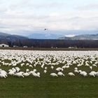 Snow Geese