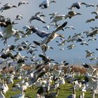 snow geese in Quebec city