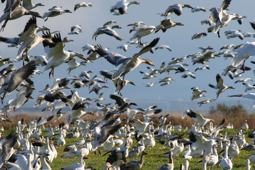 snow geese in Quebec city