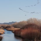 Snow geese over the bosque