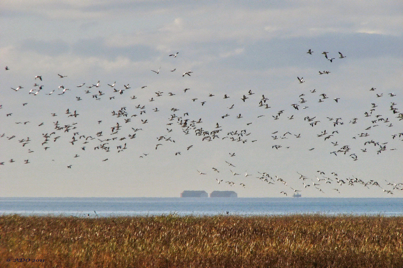 Snow Geese over the Fraser River