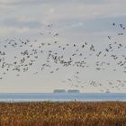 Snow Geese over the Fraser River