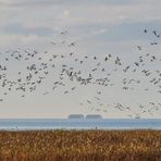 Snow Geese over the Fraser River