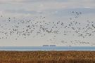 Snow Geese over the Fraser River von Adele D. Oliver