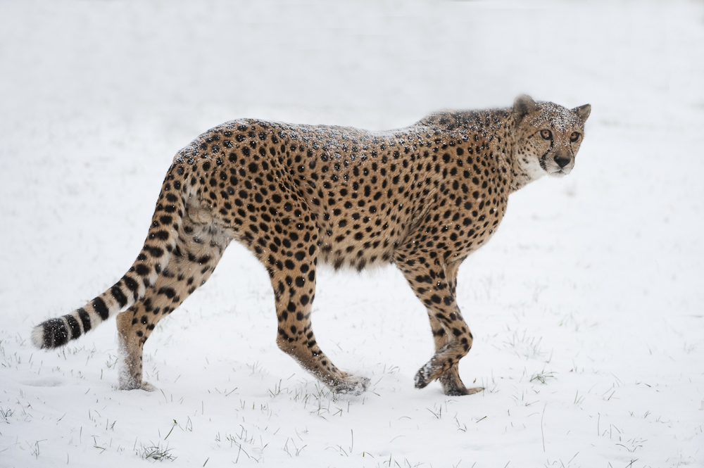 Snow-Gepard