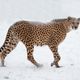Snow-Gepard