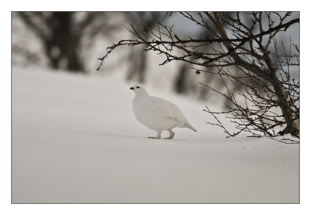 Snow Grouse