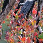 Snow Gums - After the wildfire