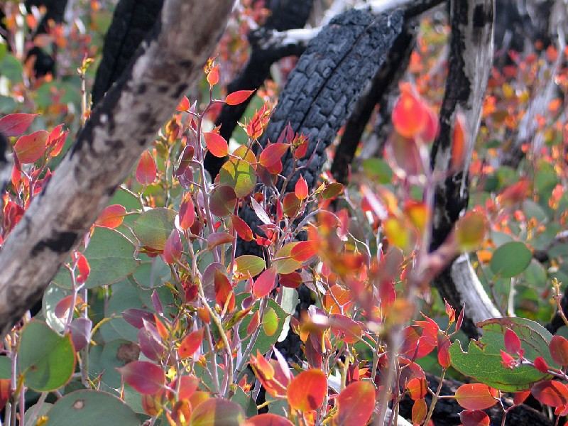 Snow Gums - After the wildfire