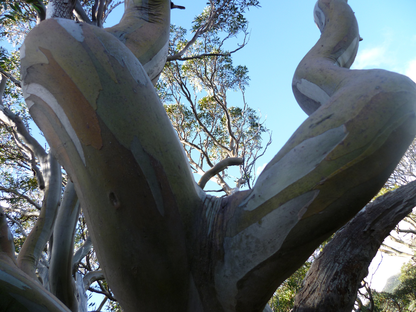 Snow Gums