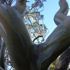 Snow Gums