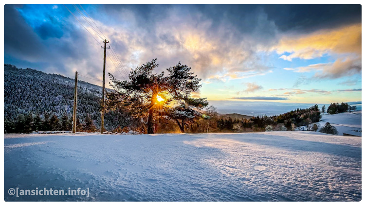 [snow I tree I sunset]