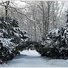 Snow in city park