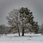 Snow in Erlangen.Januar.2021