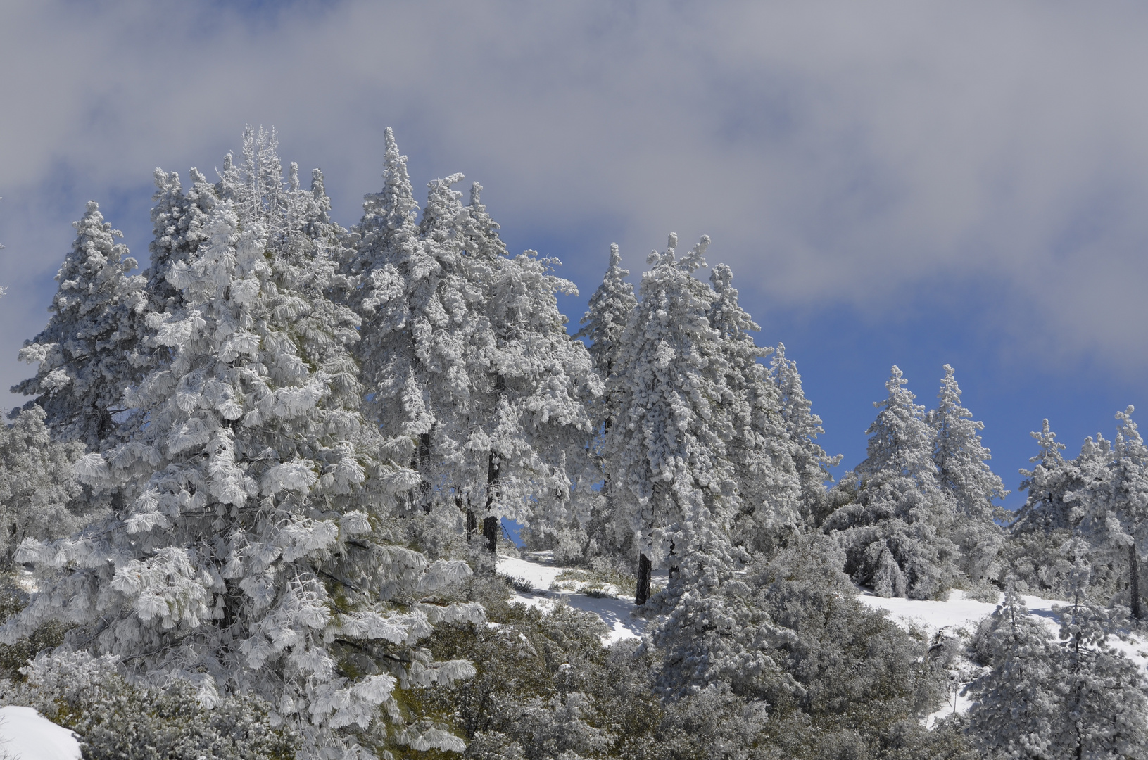 Snow in Idyllwild CA