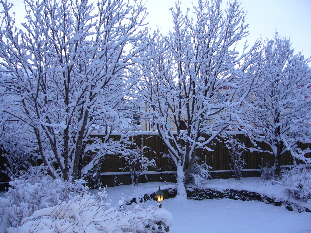 Snow in my garden