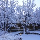 Snow in my garden