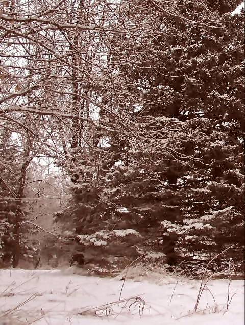 Snow in Sepia