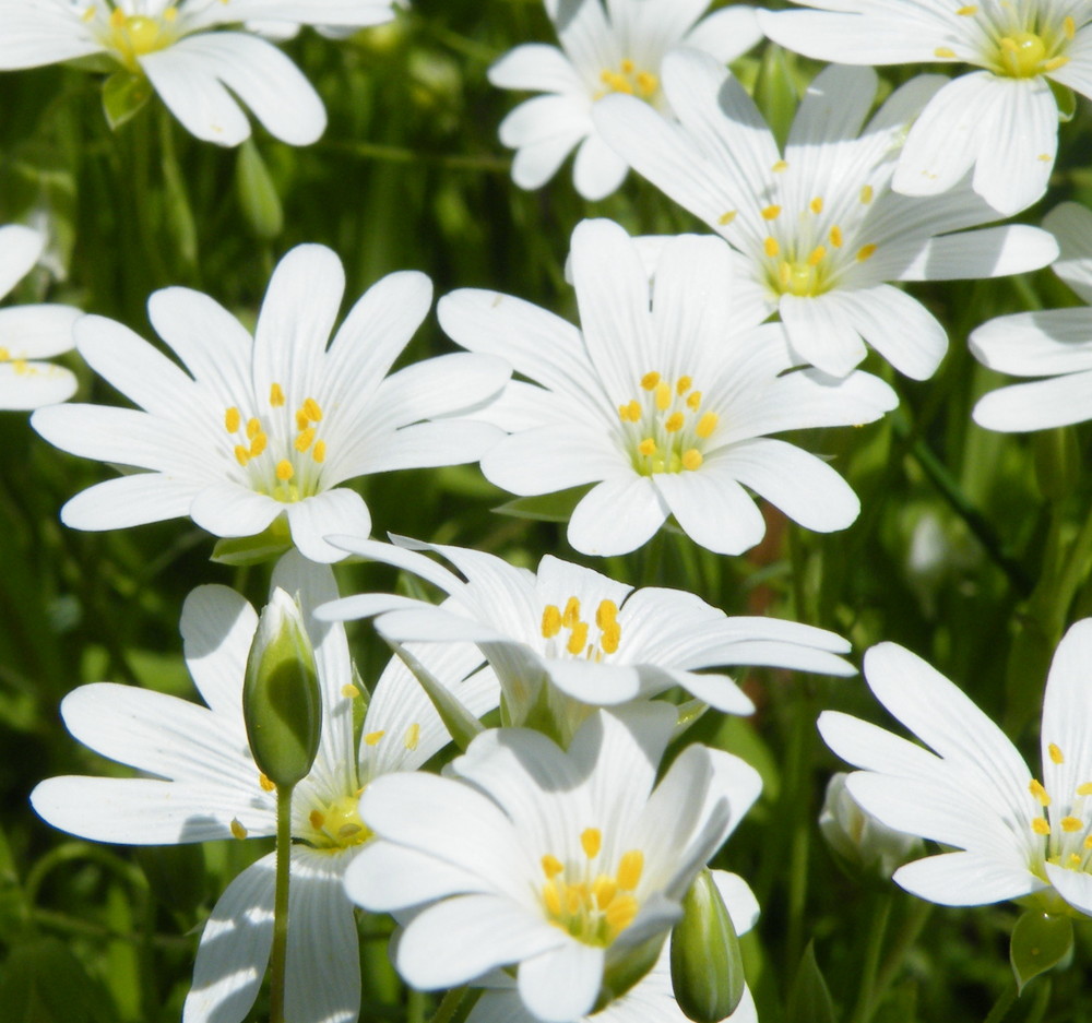 Snow-in-Summer (Cerastium tomentosum)