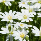 Snow-in-Summer (Cerastium tomentosum)