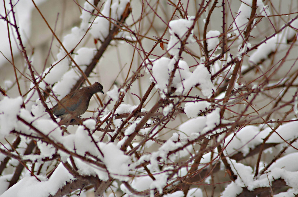 Snow in syria