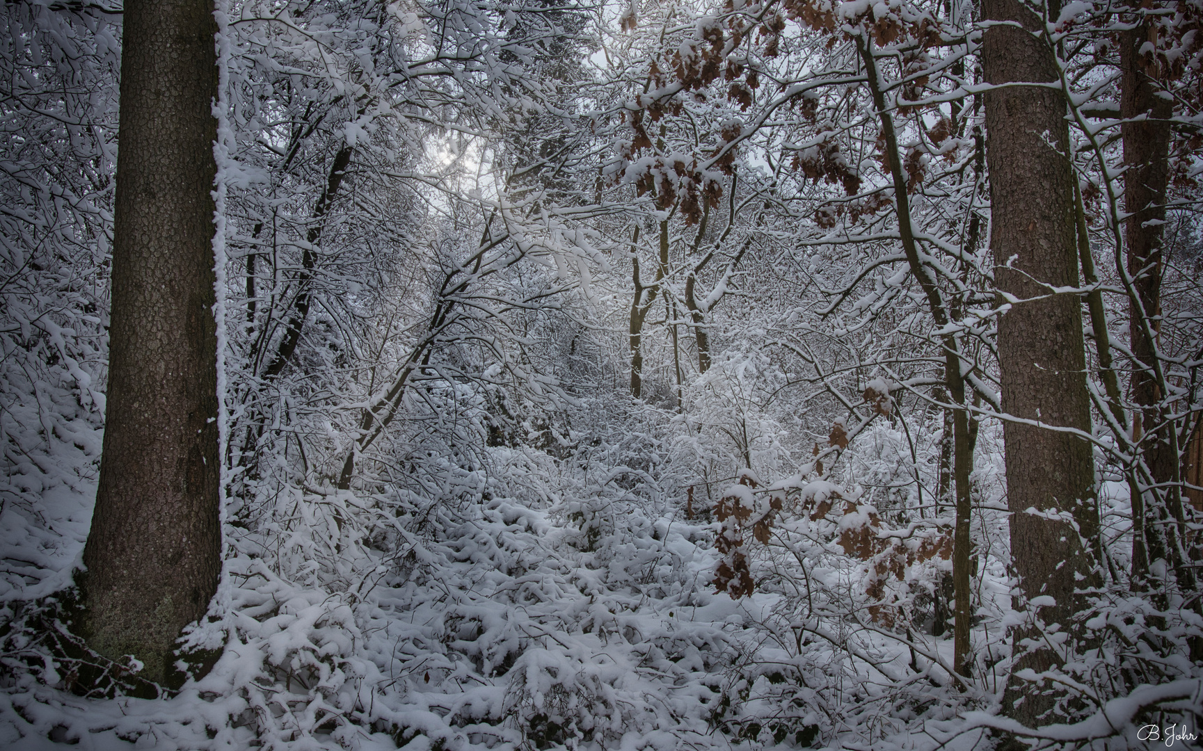 Snow in the forest