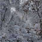 Snow in the forest