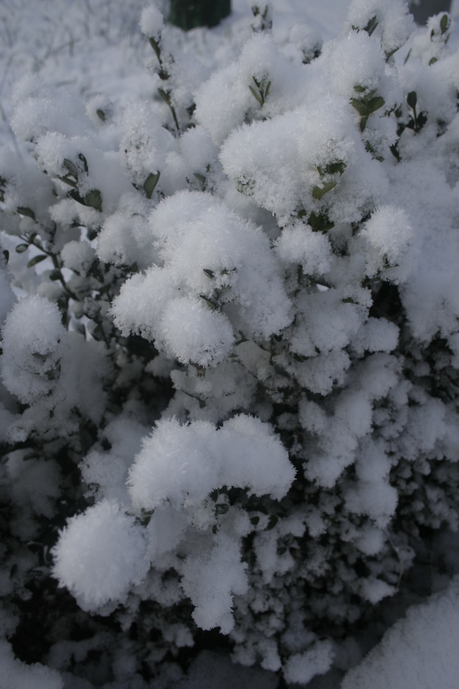 Snow in the garden