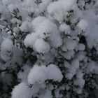 Snow in the garden