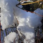 SNOW IN THE TREE