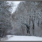 Snow in the Woods.