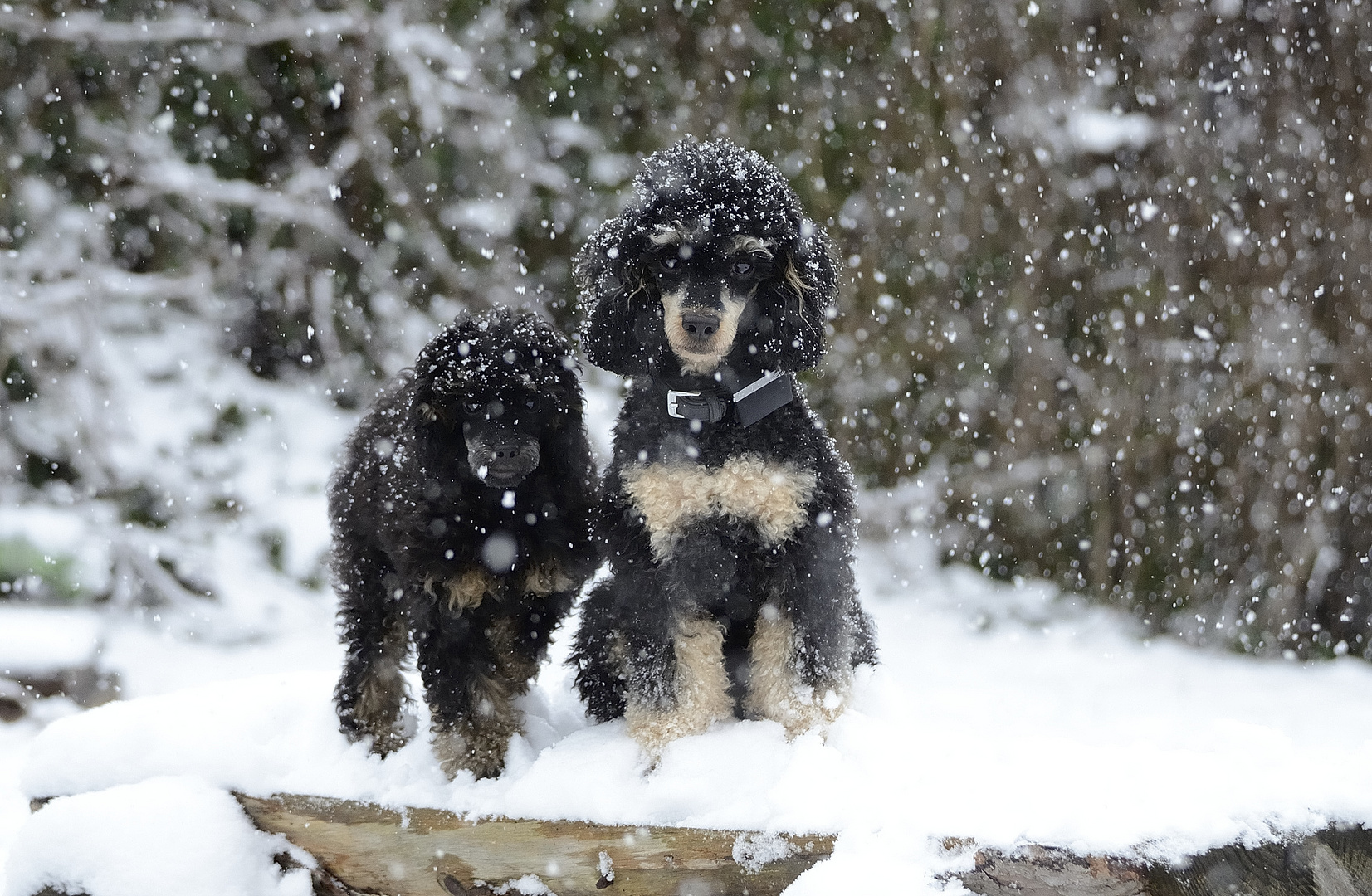 snow is falling