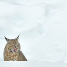 Snow Landscape with Bobcat