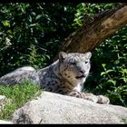 Snow Leopard