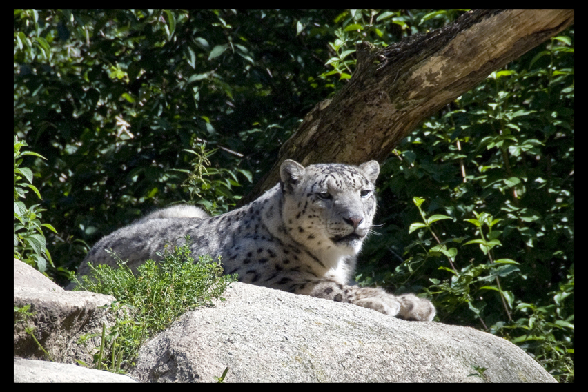 Snow Leopard