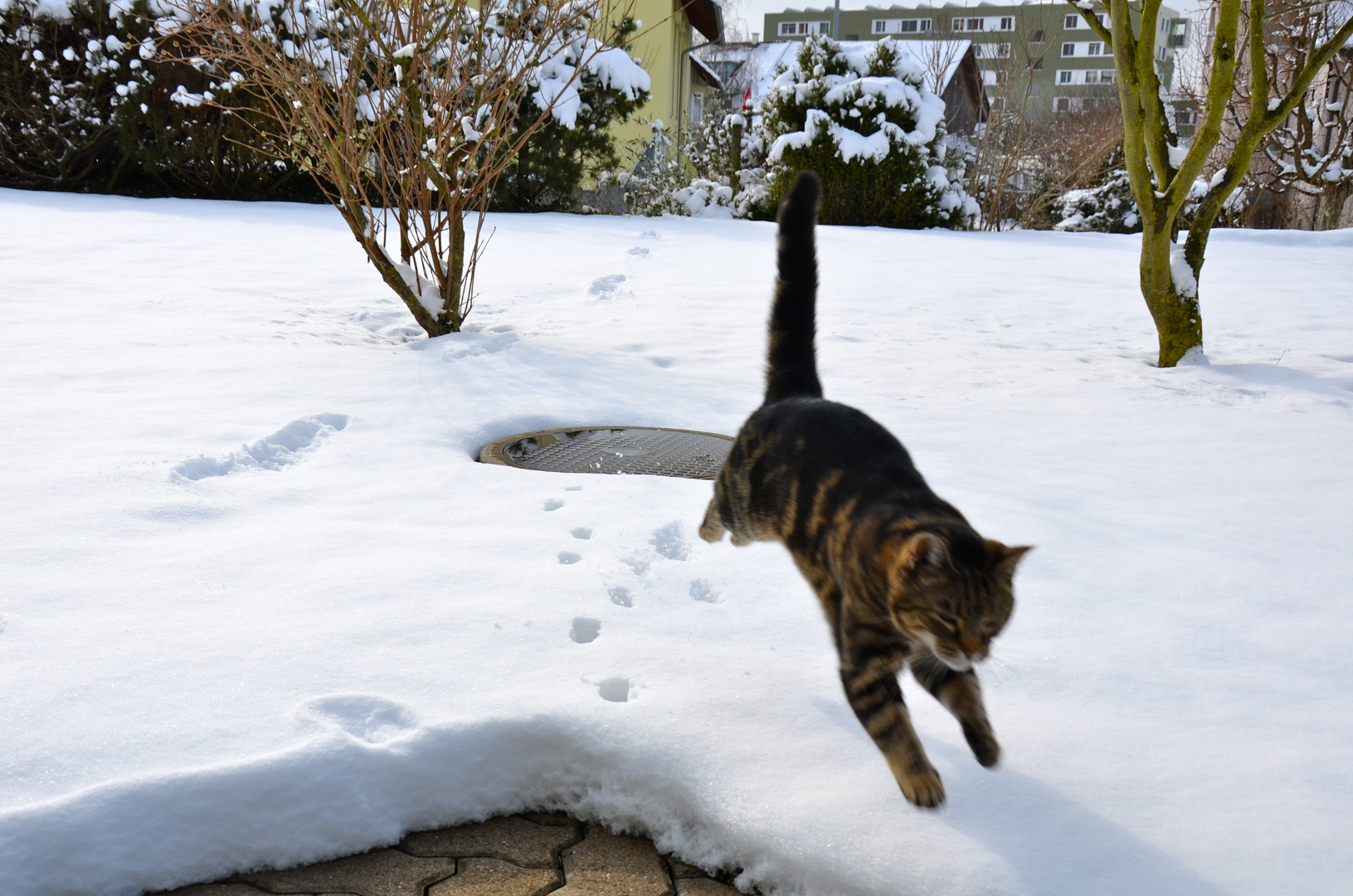 Snow Leopard 2