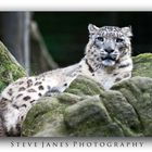 Snow Leopard