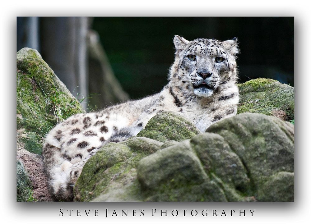 Snow Leopard