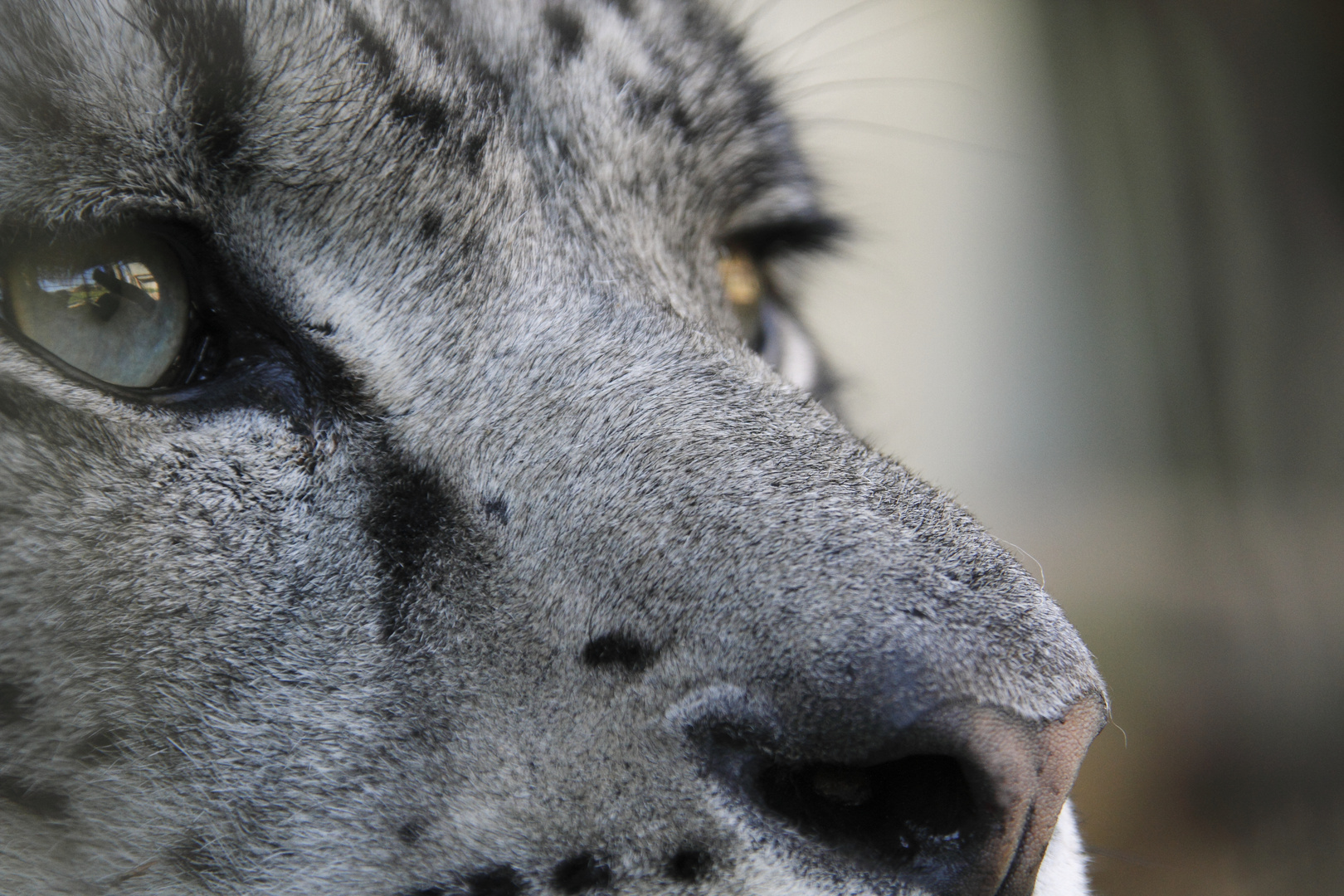 Snow Leopard